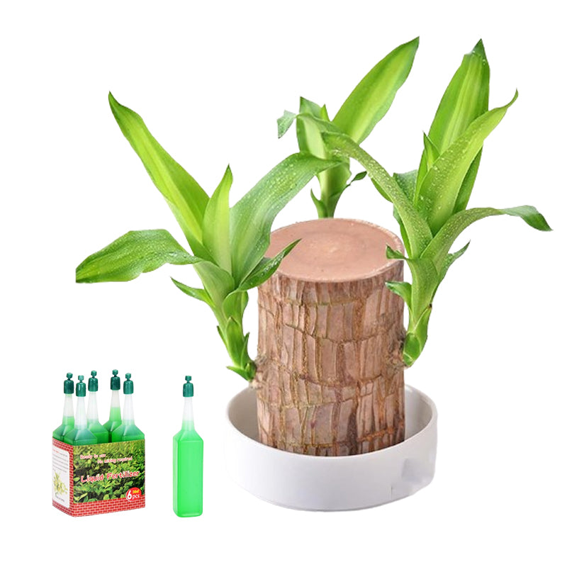 BowLift | Lucky Brazil Wood Potted Plant