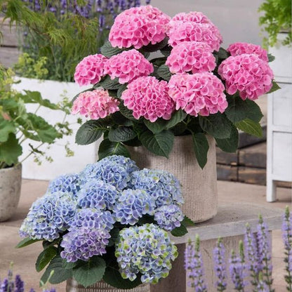 BowLift | Outdoor Artificial Hydrangea Flowers