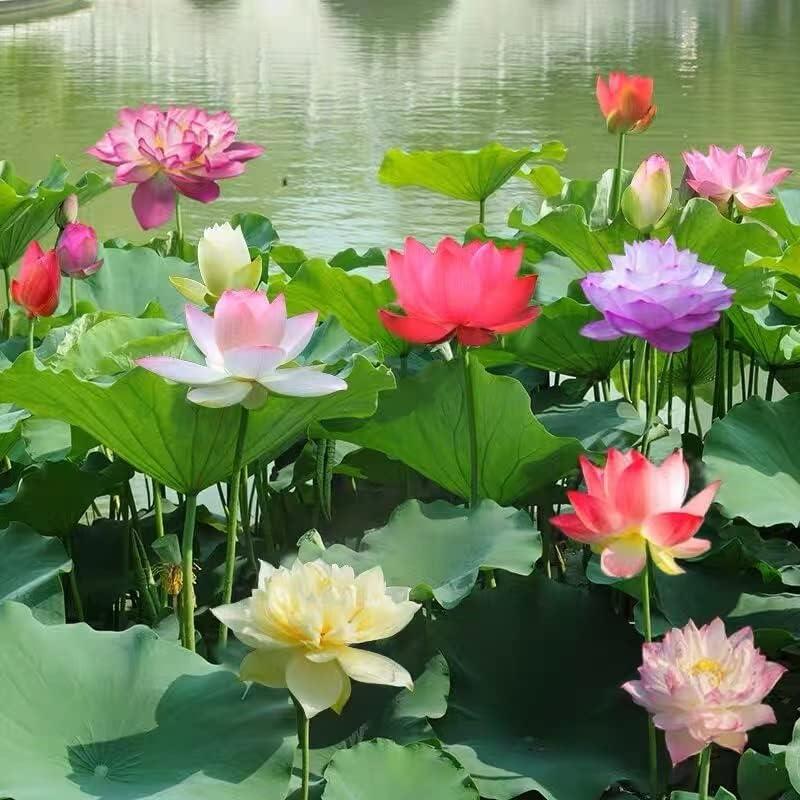 LotusWaters – Bonsai Water Garden Seeds for Pond and Balcony | Skanto