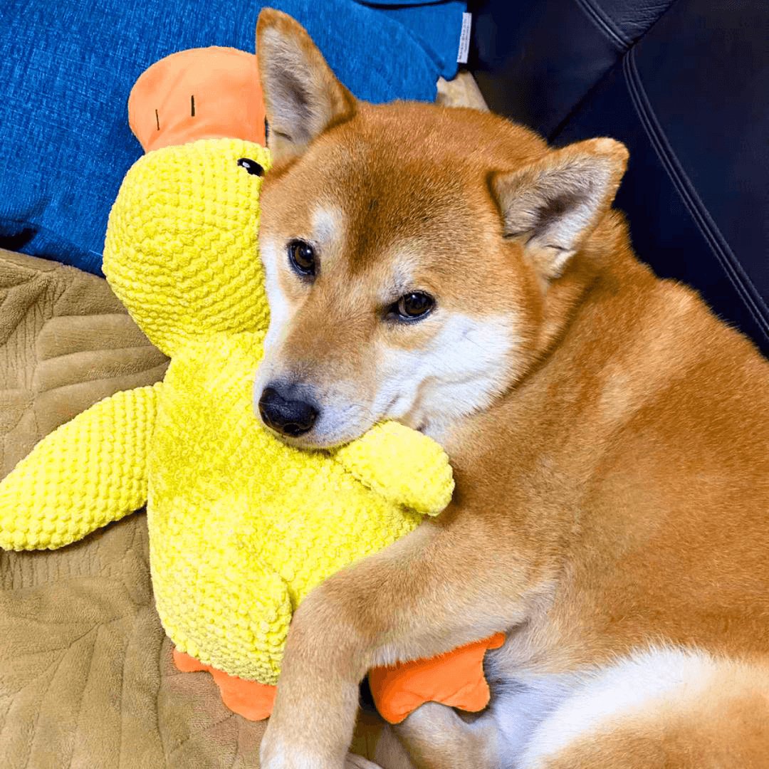 Skanto | Calming Duck for Dogs