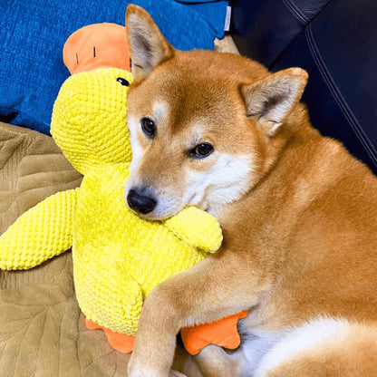 Skanto | Calming Duck for Dogs