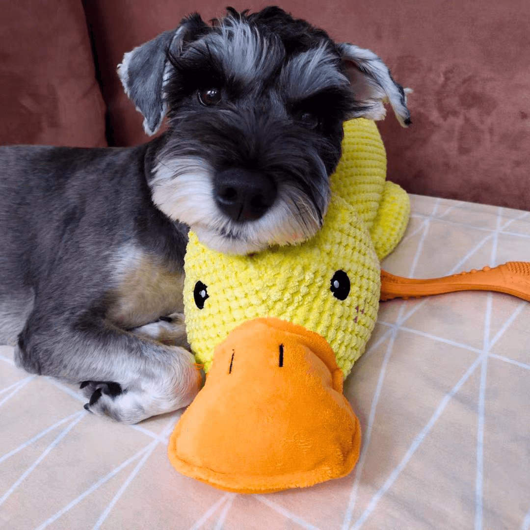 Skanto | Calming Duck for Dogs