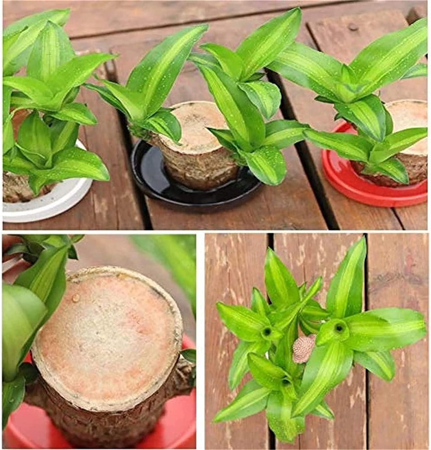 BowLift | Lucky Brazil Wood Potted Plant