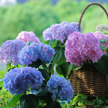 BowLift | Outdoor Artificial Hydrangea Flowers