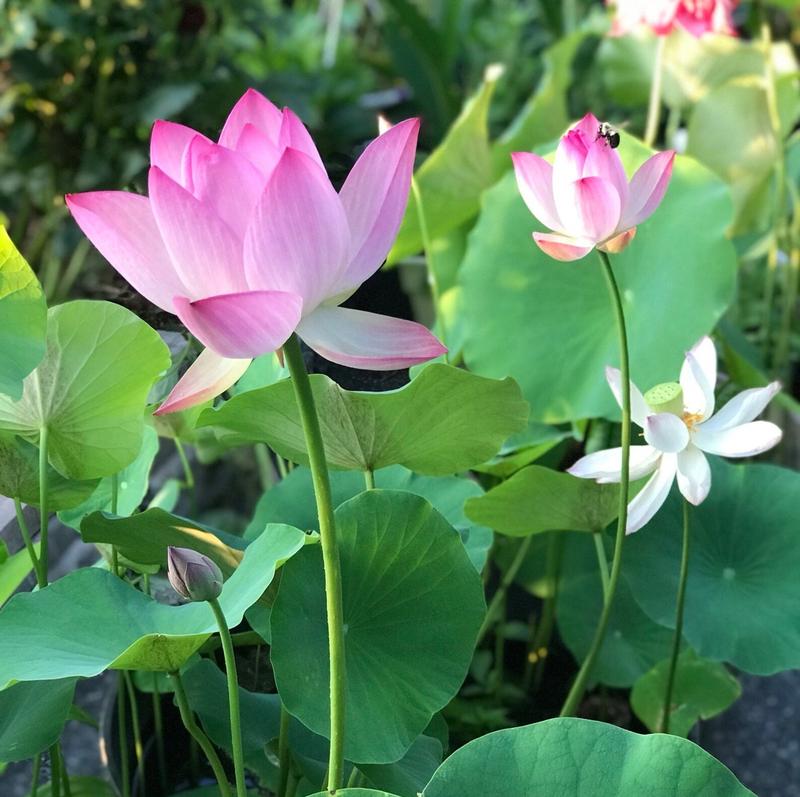 LotusWaters – Bonsai Water Garden Seeds for Pond and Balcony | Karnz