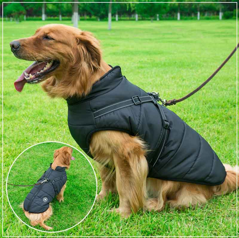 Winter Dog Jacket with Harness | Karnz