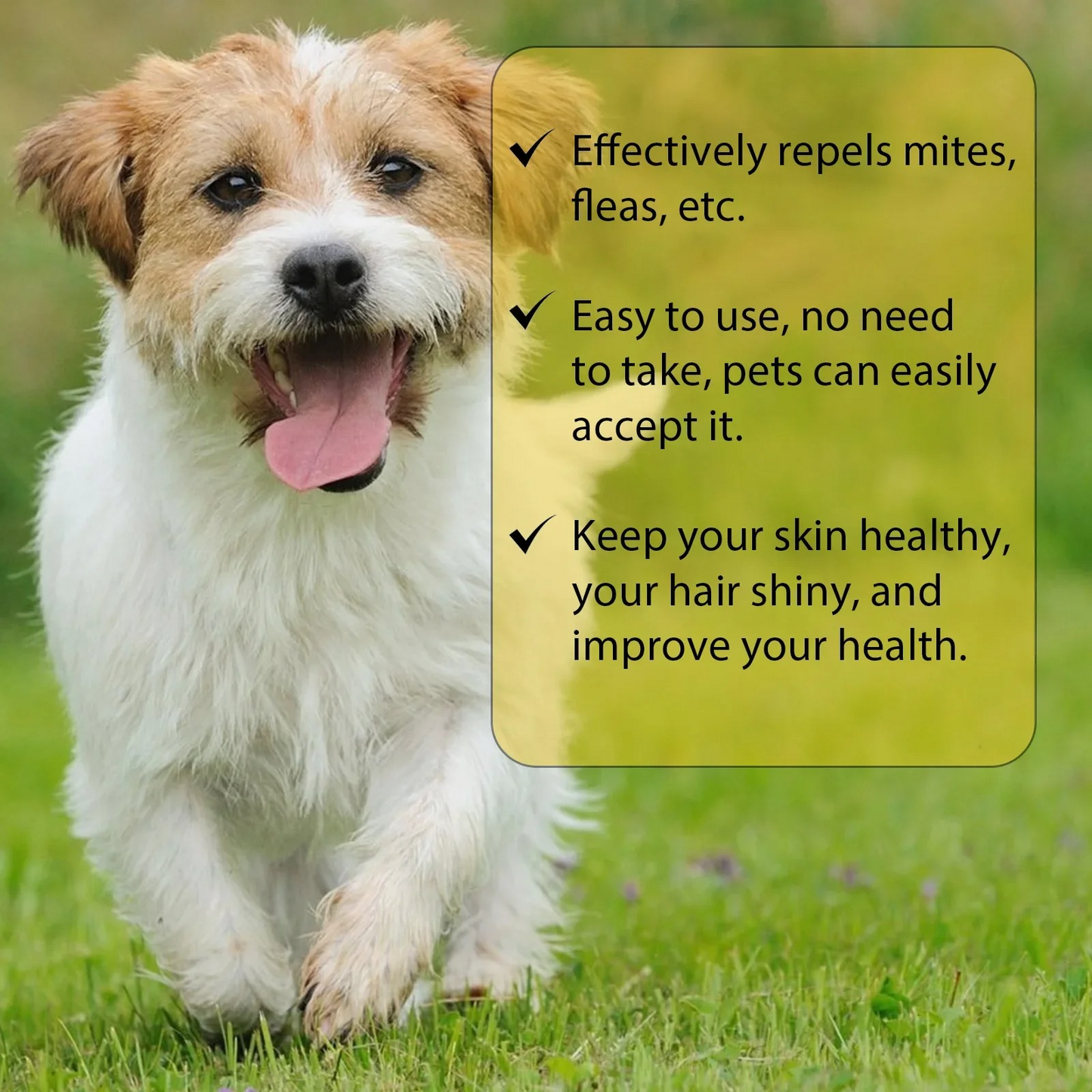 Skanto | Cat Flea Treatment Home