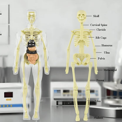 BowLift | Clear Human Body Structure Model