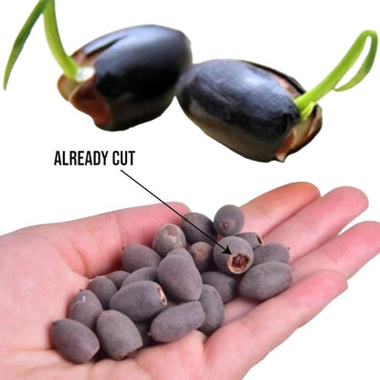 LotusWaters – Bonsai Water Garden Seeds for Pond and Balcony | Brehn
