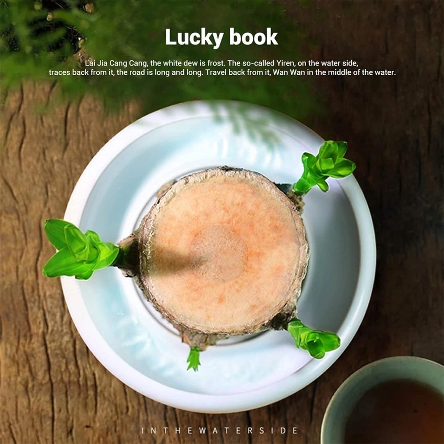BowLift | Lucky Brazil Wood Potted Plant