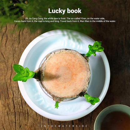 BowLift | Lucky Brazil Wood Potted Plant