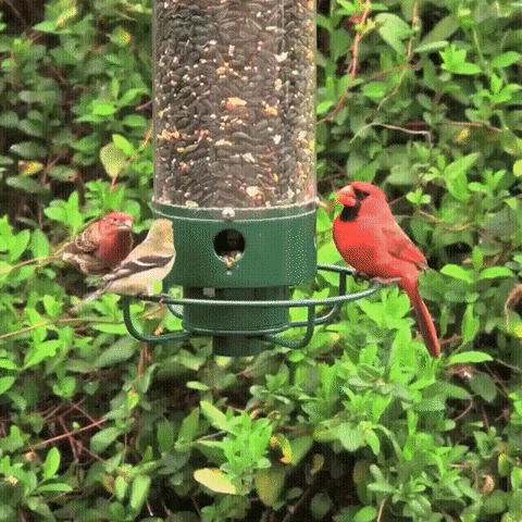 BowLift | Squirrel Proof Bird Feeder | Heavy-Duty Metal, Multi-Feeding Ports & Ideal for Backyard Birdwatching
