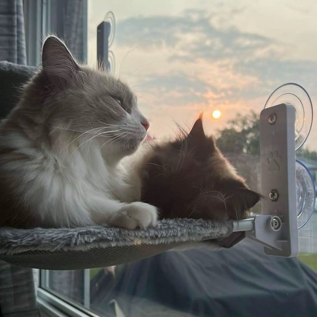 BowLift | PAWPERCH – Foldable Window Hammock for Cats with View & Comfort
