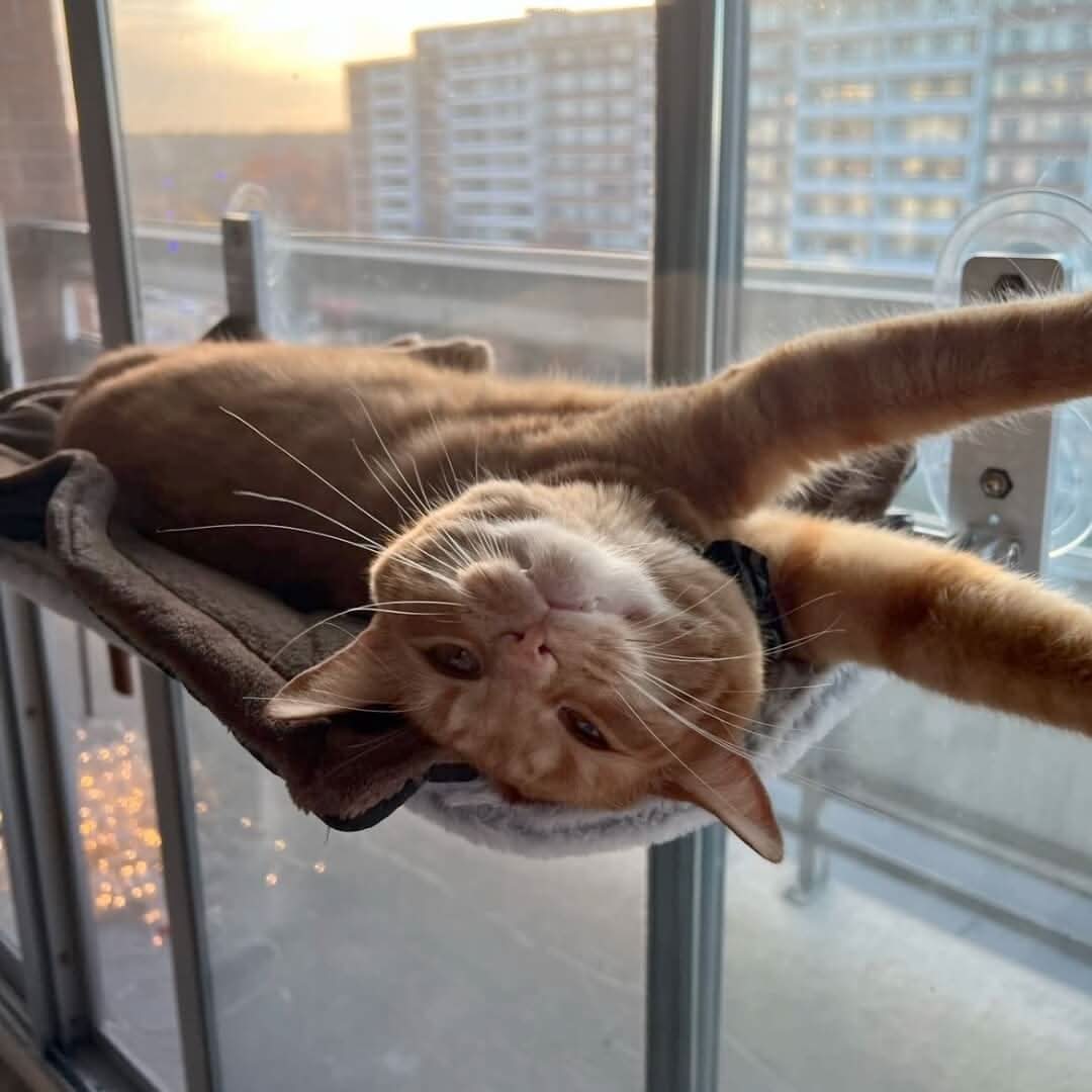 Kalsten | PAWPERCH – Foldable Window Hammock for Cats with View & Comfort