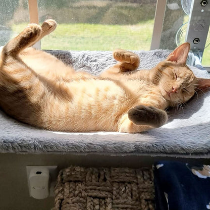 Kalsten | PAWPERCH – Foldable Window Hammock for Cats with View & Comfort