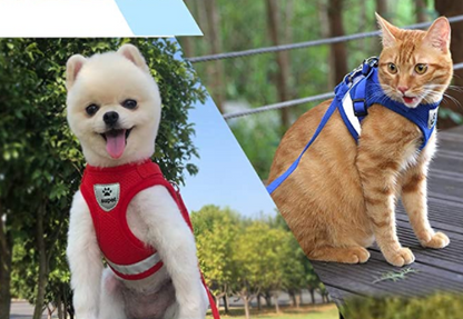 Skanto | Adventure Set - Safe Harness for Adventurous Cats