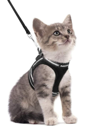 Skanto | Adventure Set - Safe Harness for Adventurous Cats
