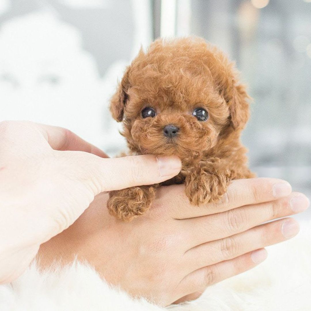Skanto | Interactive Plush Puppy Toy