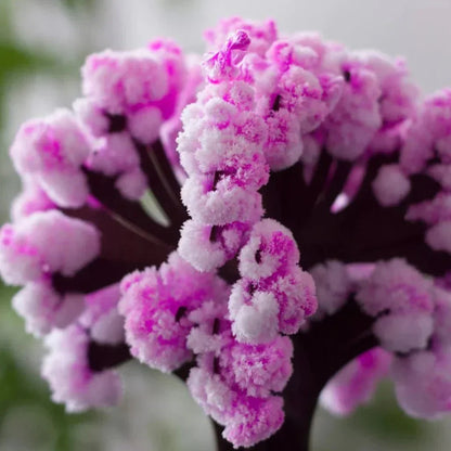 BowLift | Make your garden bloom - Grow your sakura tree!