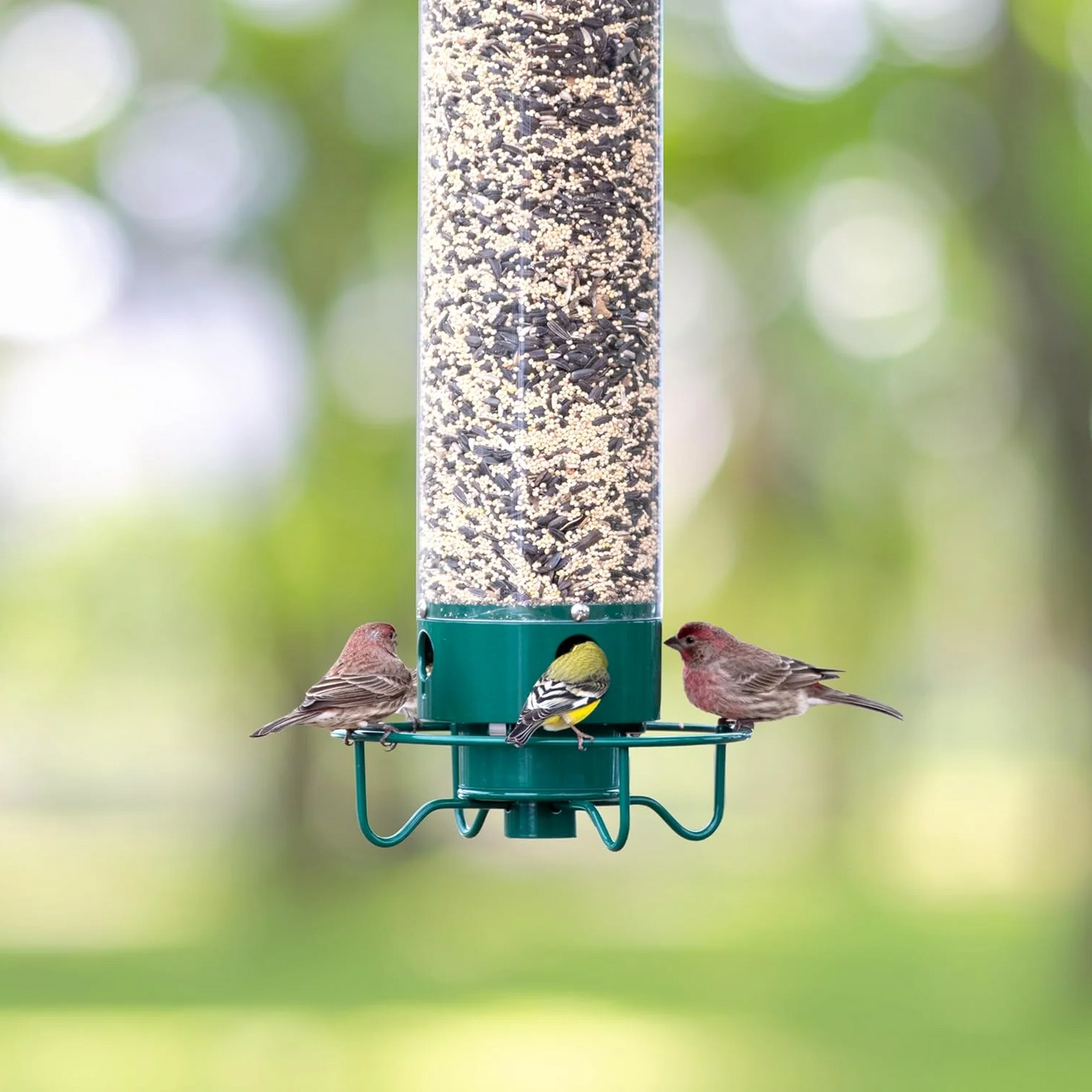 BowLift | Squirrel Proof Bird Feeder | Heavy-Duty Metal, Multi-Feeding Ports & Ideal for Backyard Birdwatching