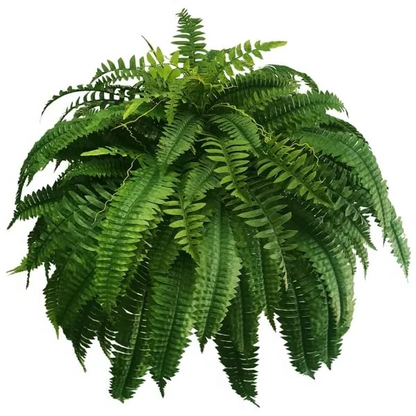 Skanto | UV-Resistant Lifelike Artificial Boston Fern – Perfect for Outdoor Decor