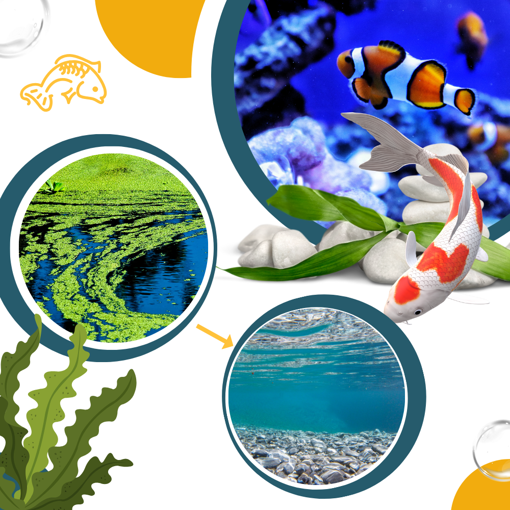 Preventive Algaecide for Aquariums