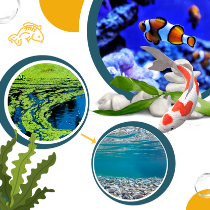 Preventive Algaecide for Aquariums