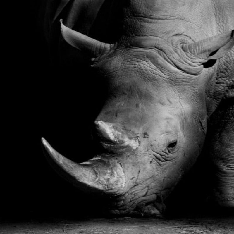 Nature, African Wildlife, Wild Animals, Black and White - Canvas Print