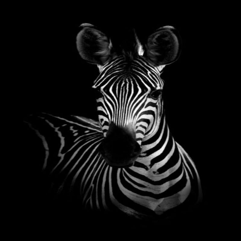 Nature, African Wildlife, Wild Animals, Black and White - Canvas Print