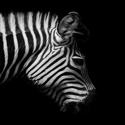 Nature, African Wildlife, Wild Animals, Black and White - Canvas Print