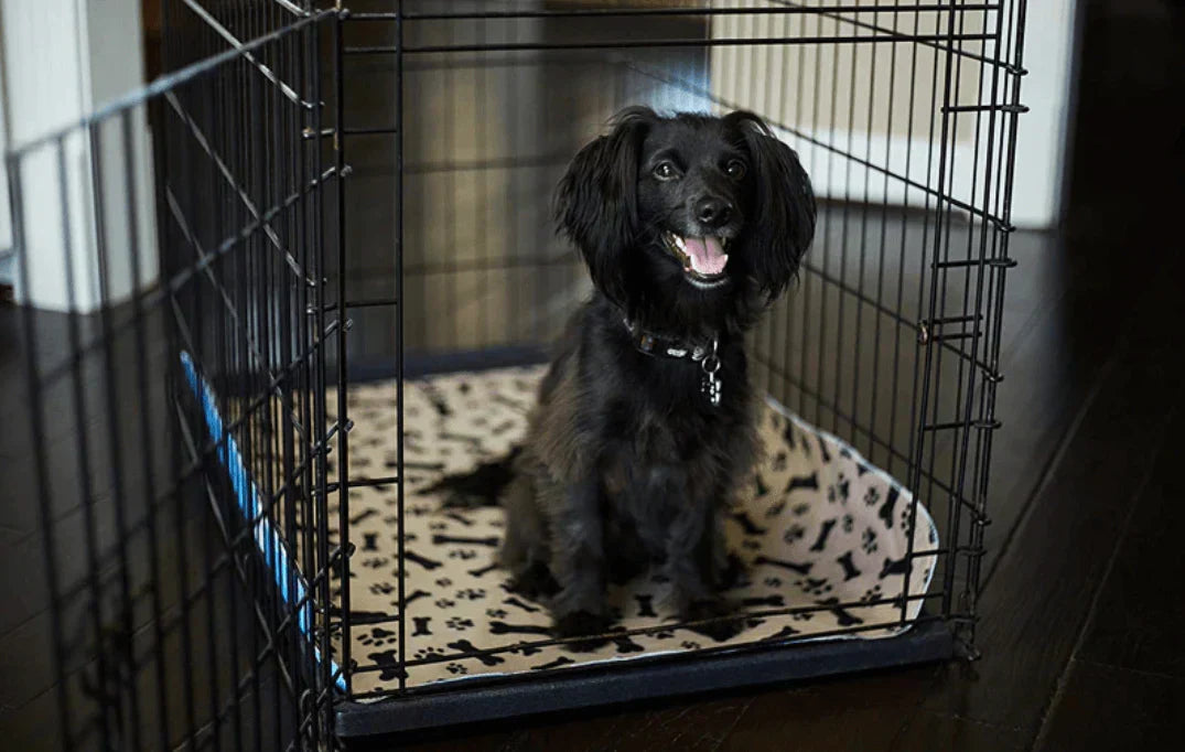 Reusable Plasma for Dogs - EcoPad Bowlift