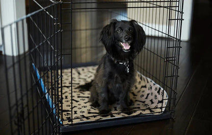 Reusable Plasma for Dogs - EcoPad Bowlift