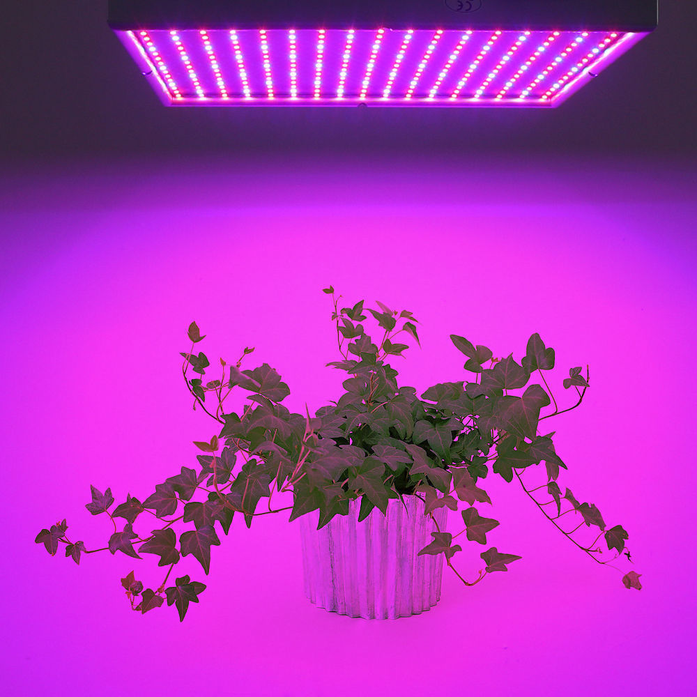 Skanto | Grow Light Lamp