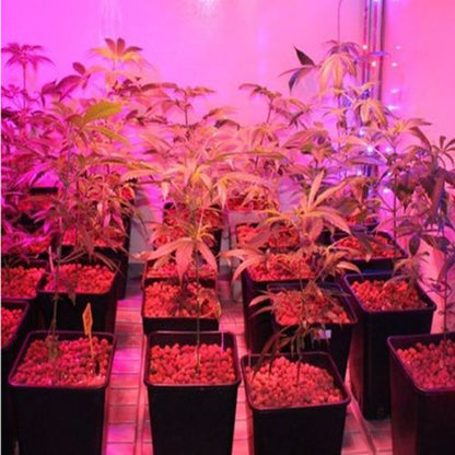 Skanto | Grow Light Lamp