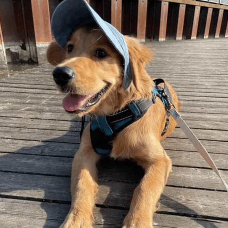 Skanto | Dog Hat