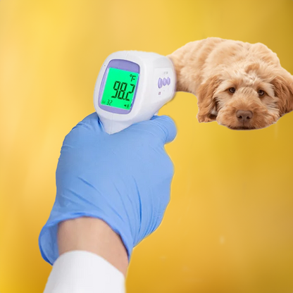 Contactless dog thermometer with one-click reading
